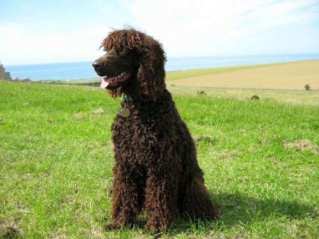 Ирландский спаниель (ирландский водяной спаниель) фото 2