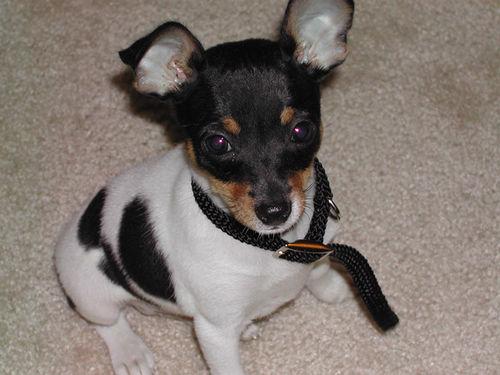 Той‑терьер фото 9