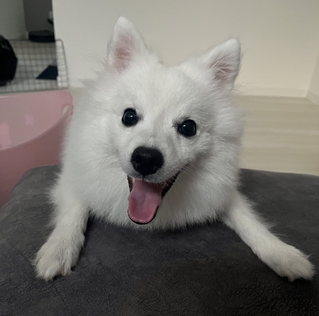 Японский шпиц фото 3