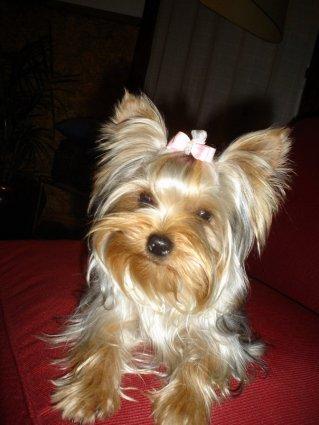 Йоркширский терьер фото 4