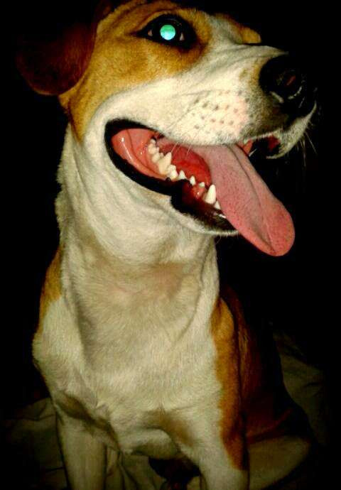 Метис (mix) фото 2