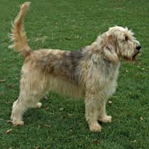 Оттерхаунд (выдровая гончая) фото 11