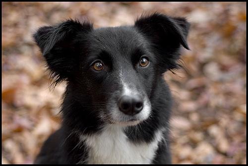 Бордер‑колли фото 11