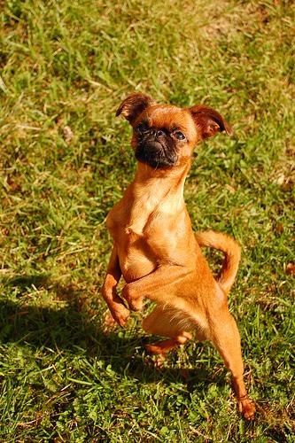 Брюссельский гриффон (брабансон) фото 9