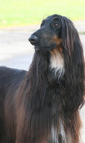 Афганская борзая (hound‑afghan) фото 1