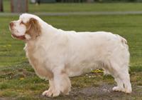 Кламбер‑спаниель фото 10