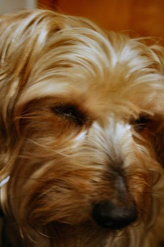 Шелти-терьер (шелковый терьер, австралийский шелковистый терьер) фото 1