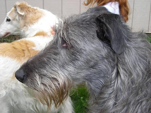 Шотландский дирхаунд (шотландская оленья борзая) фото 1