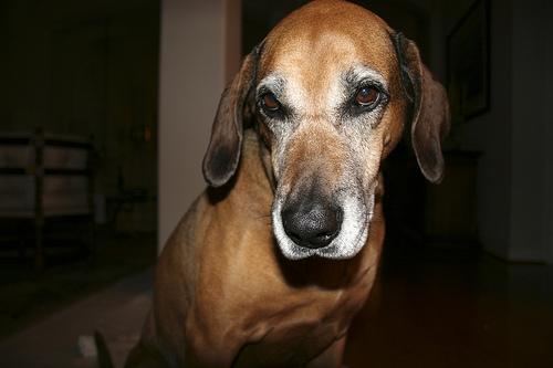 Кровяная гончая (бладхаунд) фото 7