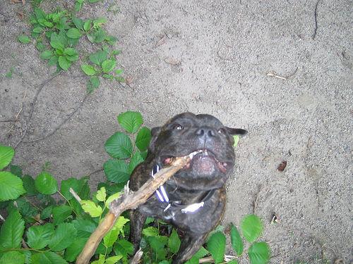 Стаффордширский бультерьер фото 5