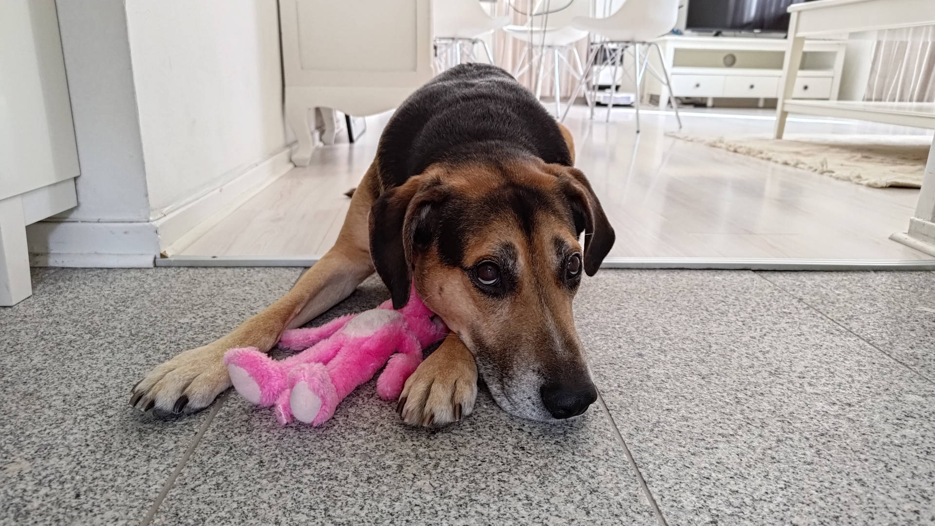 Метис (mix) фото 10