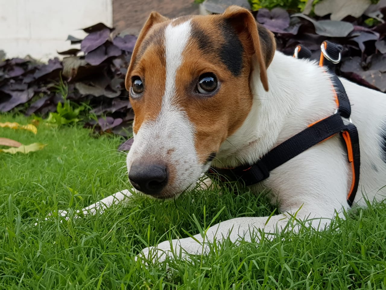 Джек‑рассел‑терьер фото 5