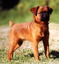 Фото породы Брюссельский гриффон (брабансон)