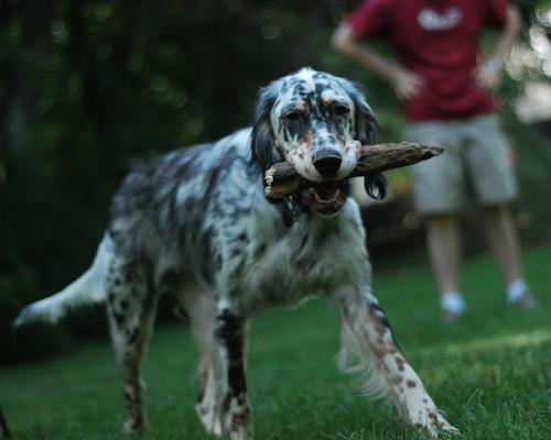 Английский сеттер фото 4