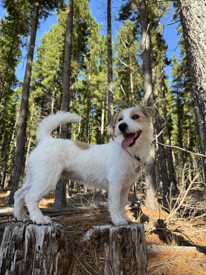 Джек‑рассел‑терьер фото 6