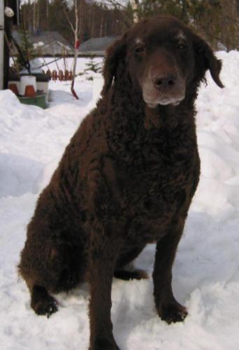 Курчавошёрстный ретривер (кёрли) — фото породы