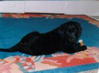 Прямошёрстный ретривер (Flat‑Coated Retriever) фото 6