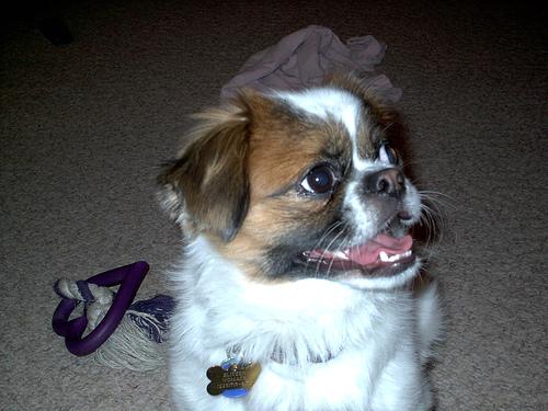 Пекинес фото 3