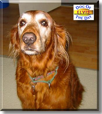 Ирландский сеттер фото 10