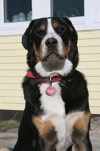 Бернская горная пастушья собака (бернский зенненхунд) фото 3