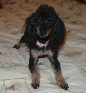 Миниатюрный пудель фото 8