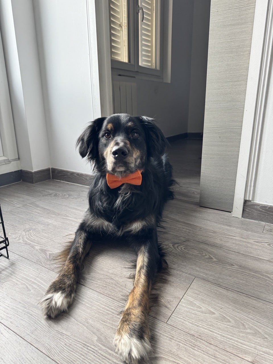 Метис (mix) фото 7