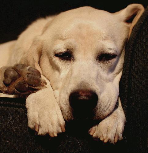 Лабрадор-ретривер фото 3