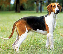 Английский фоксхаунд фото 4