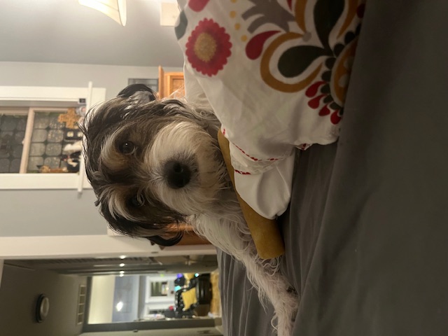 Джек‑рассел‑терьер фото 10