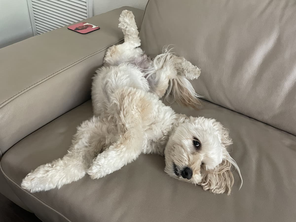 Лабрадудль (лабрадудель) фото 1