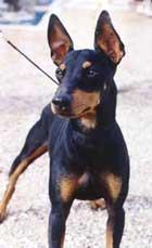 Той‑терьер фото 5