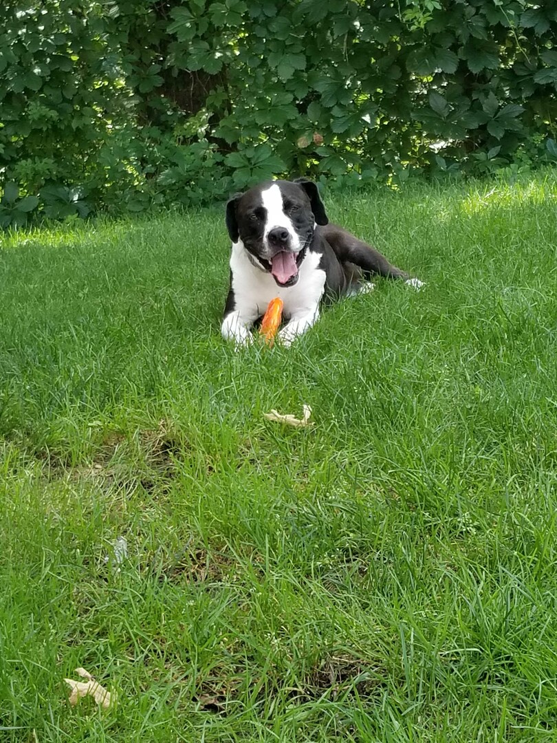 Питбуль (американский питбультерьер) фото 1