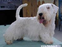 Силихем‑терьер — фото породы