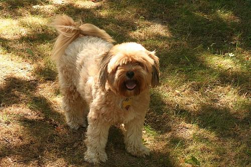 Тибетский терьер фото 10