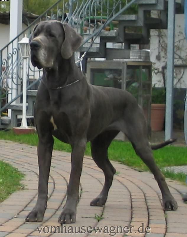 Немецкий дог (Great Dane) фото 3