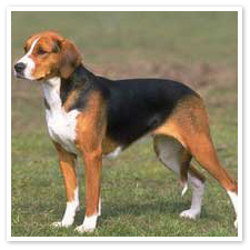 Английский фоксхаунд фото 12