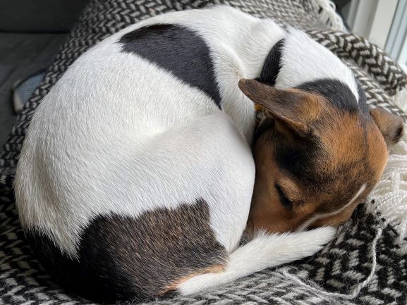 Датско‑шведская фермерская собака (датско‑шведская пастушья собака) фото 3