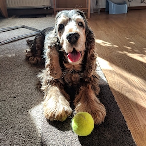 Английский кокер‑спаниель фото 4