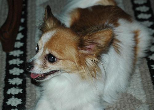 Папильон (континентальный той‑спаниель) фото 2