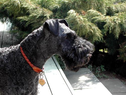 Керри‑блю‑терьер фото 4