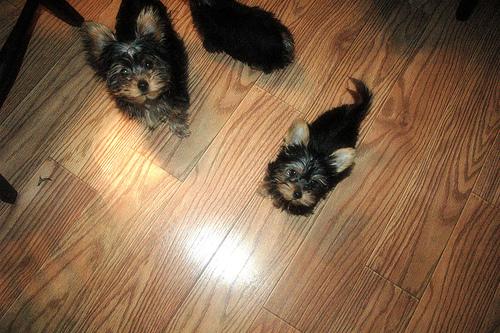 Йоркширский терьер фото 8