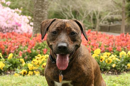 Американский терьер фото 12