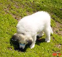 Пиренейская горная собака фото 6