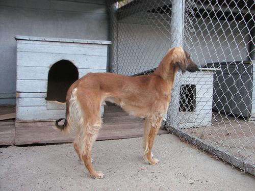 Салюки (персидская борзая) фото 12