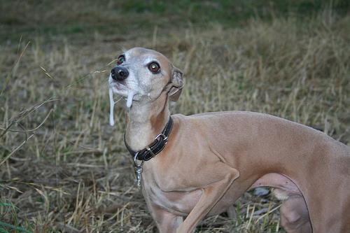 Итальянская борзая (левретка) фото 7