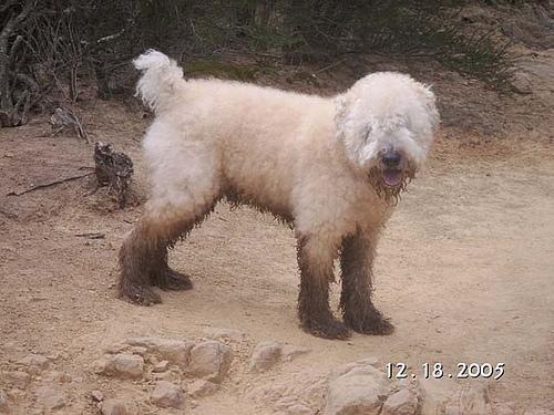Ирландский пшеничный терьер (Wheaten Terrier) фото 2