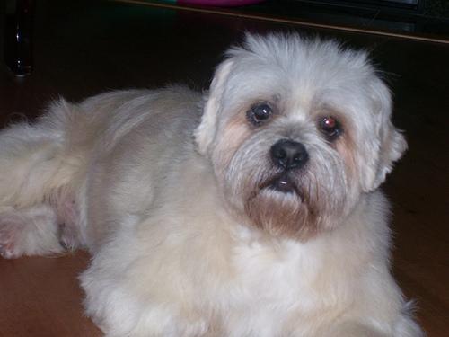 Лхаса апсо фото 2