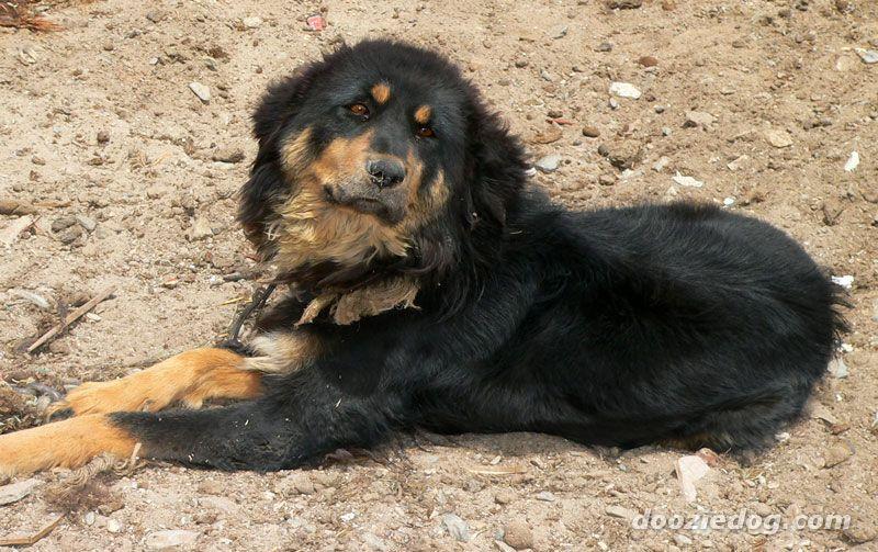 Тибетский мастиф фото 1
