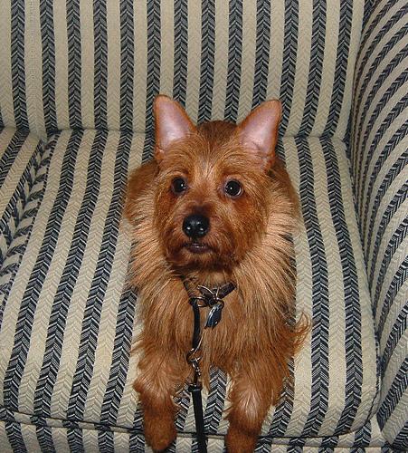 Австралийский терьер фото 12