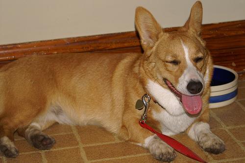 Вельш‑корги пемброк фото 11